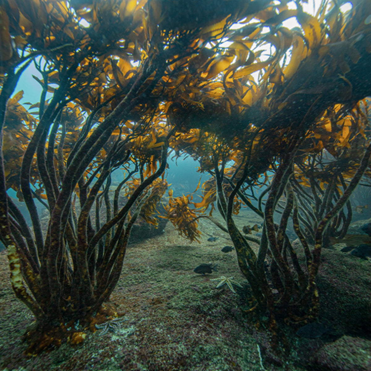 Kelp
